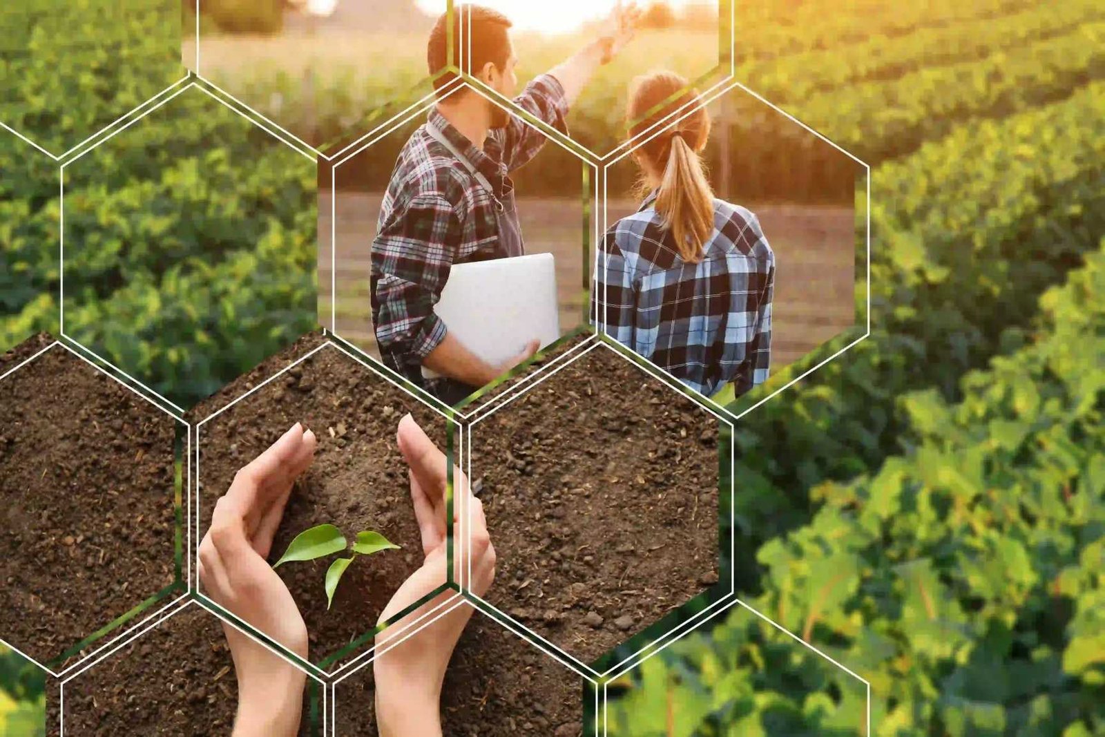 WhatsApp Image 2026-02-03 at 23.12